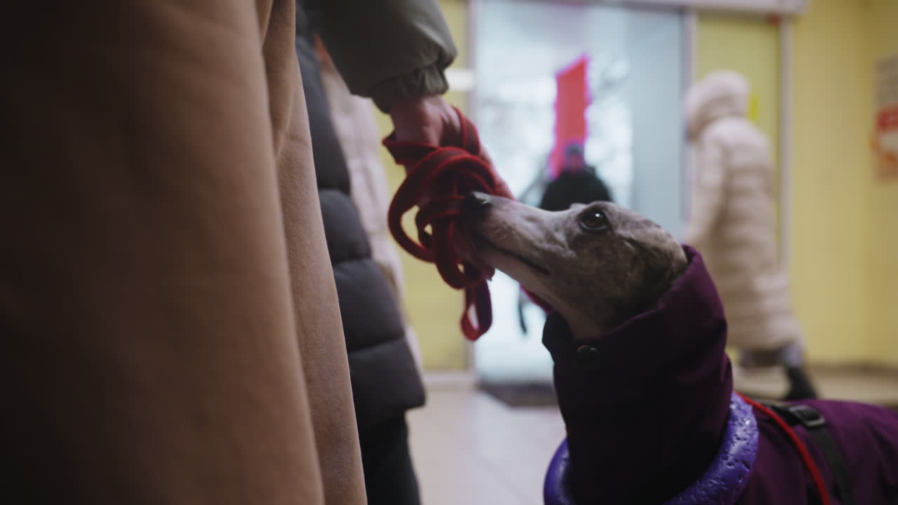 Greyhound dog in purple coat on leash looking up at person indoors near colorful wall, possibly waiting or interacting in pet-friendly store or public space during cold weather season