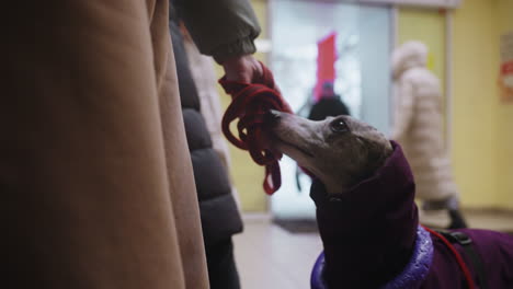 greyhound dog in purple coat on leash looking up at person indoors near colorful wall, possibly waiting or interacting in pet-friendly store or public space during cold weather season