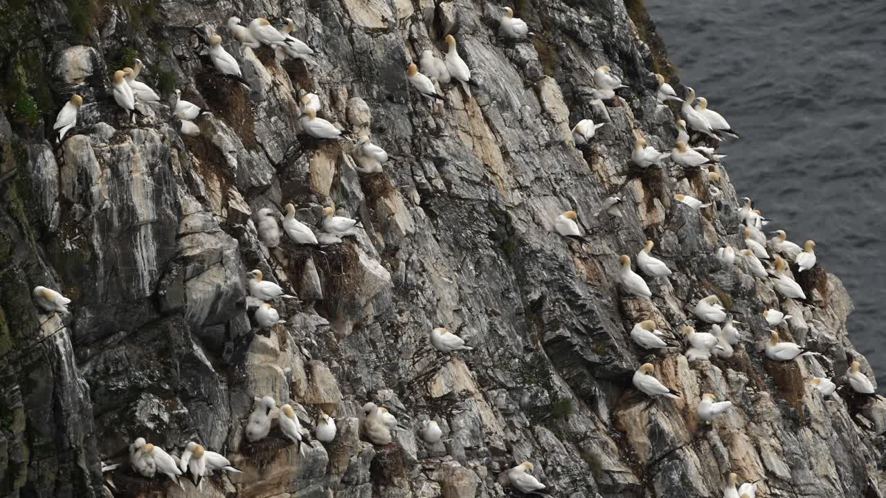 Northern gannets group together on a steep coastal rock in northern Norway. Ocean visible behind them as birds rest