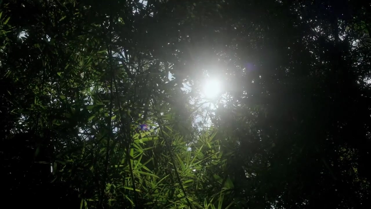 Matahari cerah menyaring melalui kanopi bambu lebat dengan daun hijau subur, latar belakang bertekstur, orbit ke atas