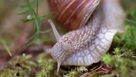 helix pomatia also roman snail, burgundy snail