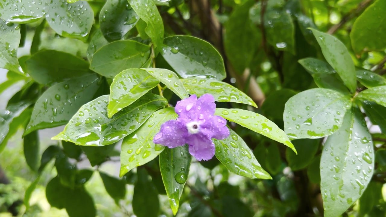 Fiore di Brunfelsia viola con gocce di pioggia su foglie verdi