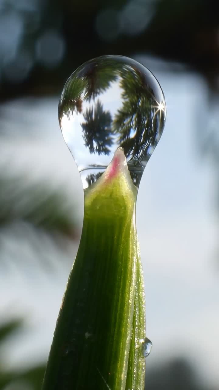 Macro Shot of a Dewdrop Falling from a Green Leaf