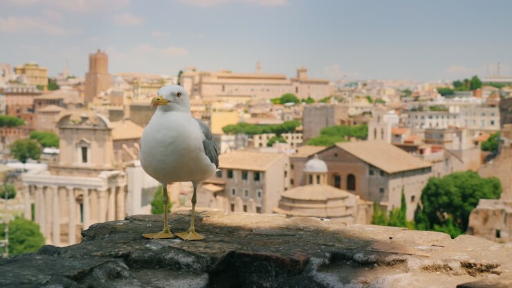 Seagull by Roman Forum