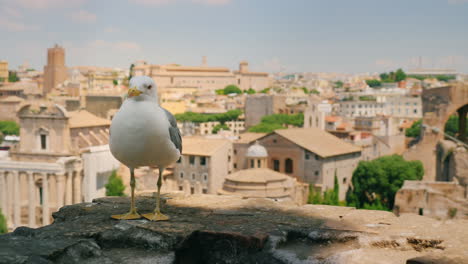 Gaviota-Por-Foro-Romano