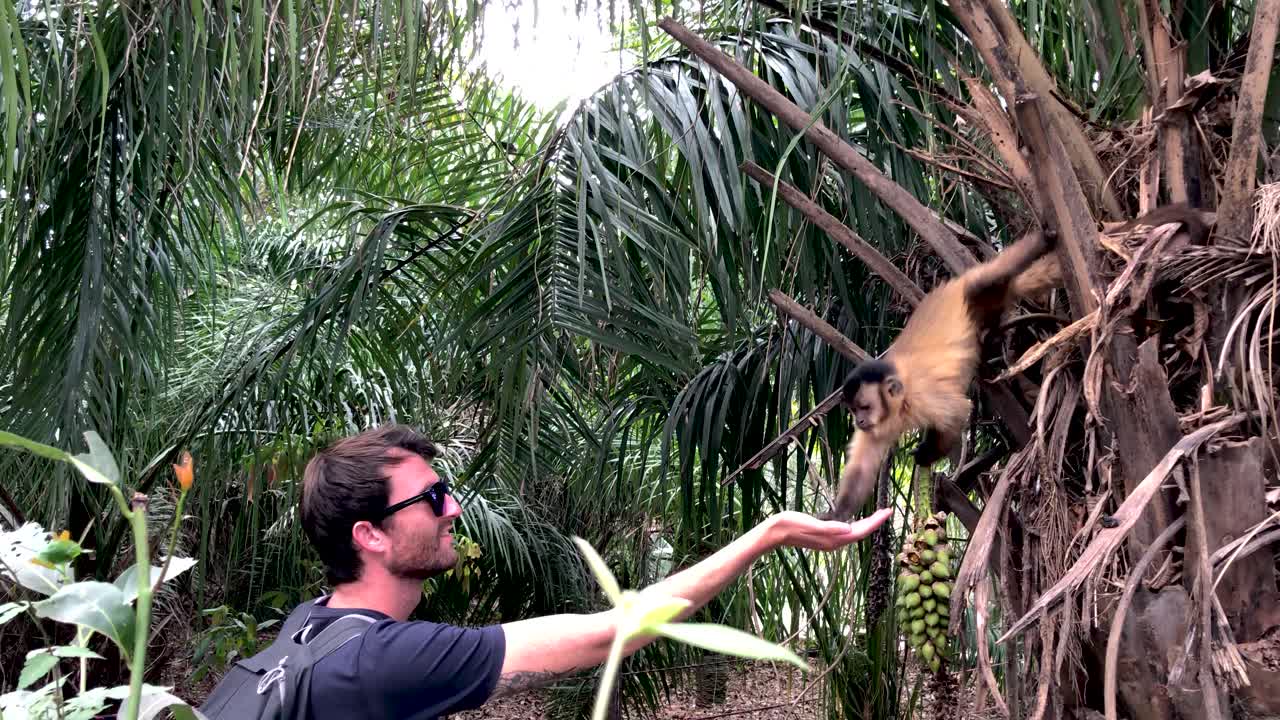 turista alimentando a un mono en la selva en brasil