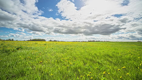 dandelions taraxacum harvested fields timelapse