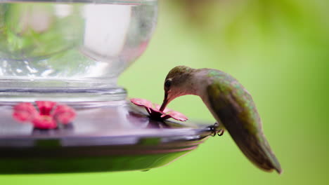 hummingbird at a feeder