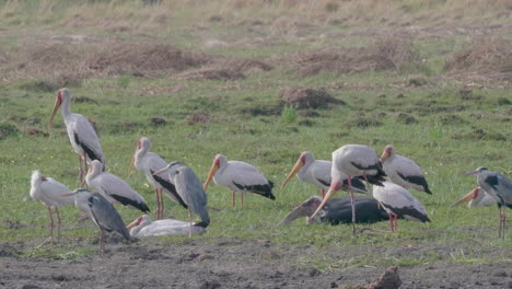 Bandadas-De-Cigüeñas-De-Pico-Amarillo,-Garzas-Grises-Y-Cigüeñas-Marabú-Descansando-Tranquilamente-En-El-Suelo