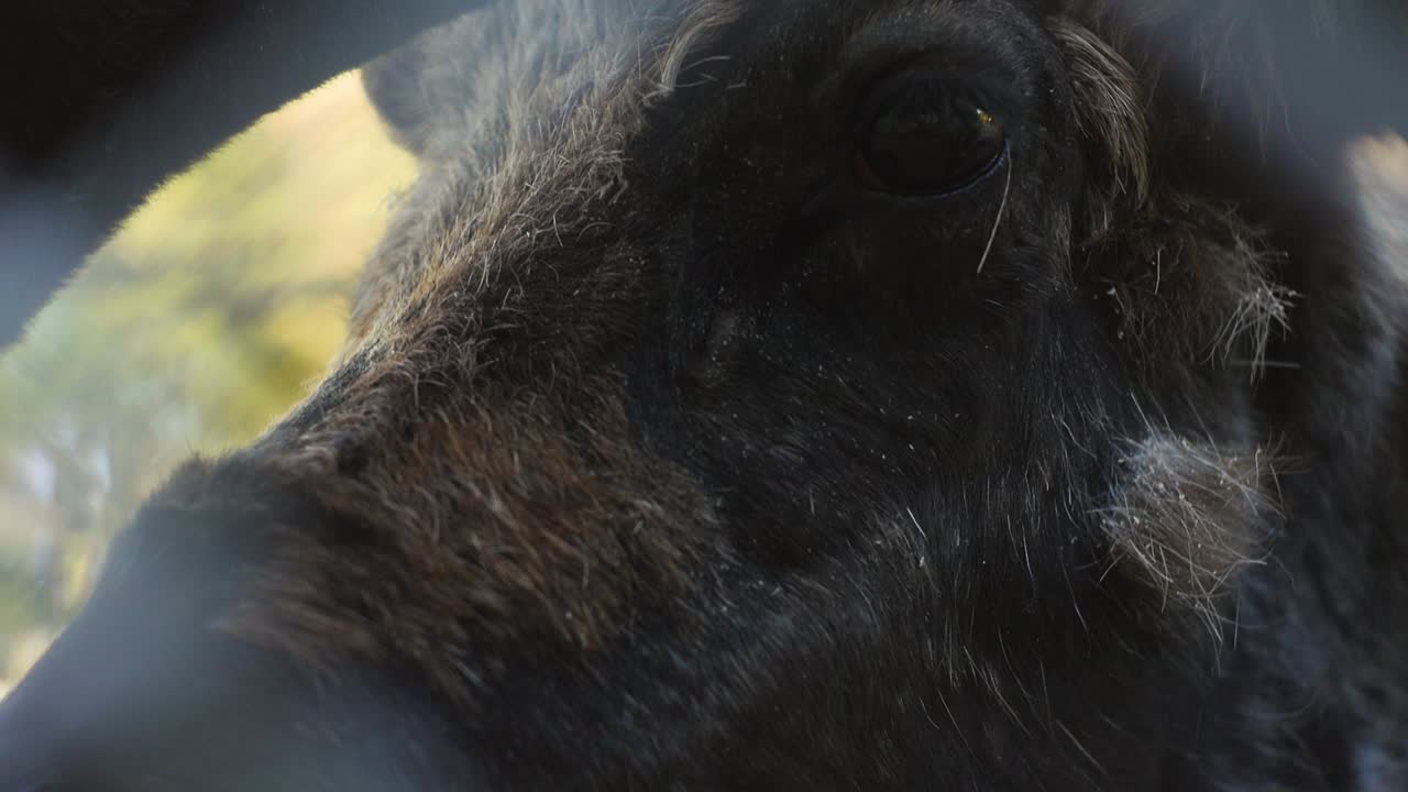 Close-up of an Elk's Eye in a Zoo Enclosure