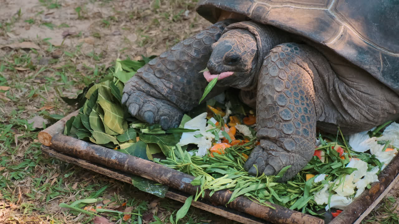 tortuga gigante comiendo verduras