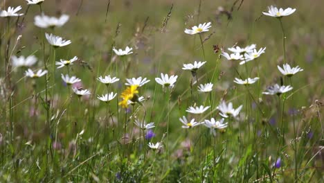 Abstrakter-Hintergrund-Der-Alpenblumen-Kamille.