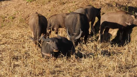 un individuo descansando sobre la hierba mientras otros se alimentan durante una tarde calurosa, carabaos pastando, búfalo de agua, bubalus bubalis, tailandia