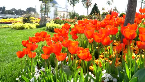tulipanes rojos de 4k - video de stock