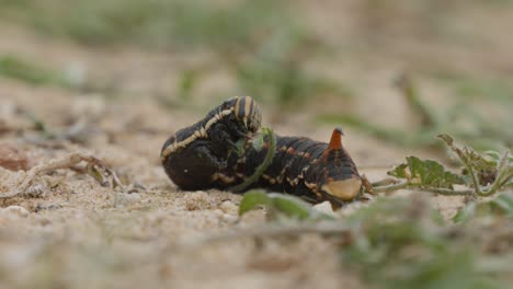 sphinx caterpillar 的英文名是bindweed,意思是人形毛蟲