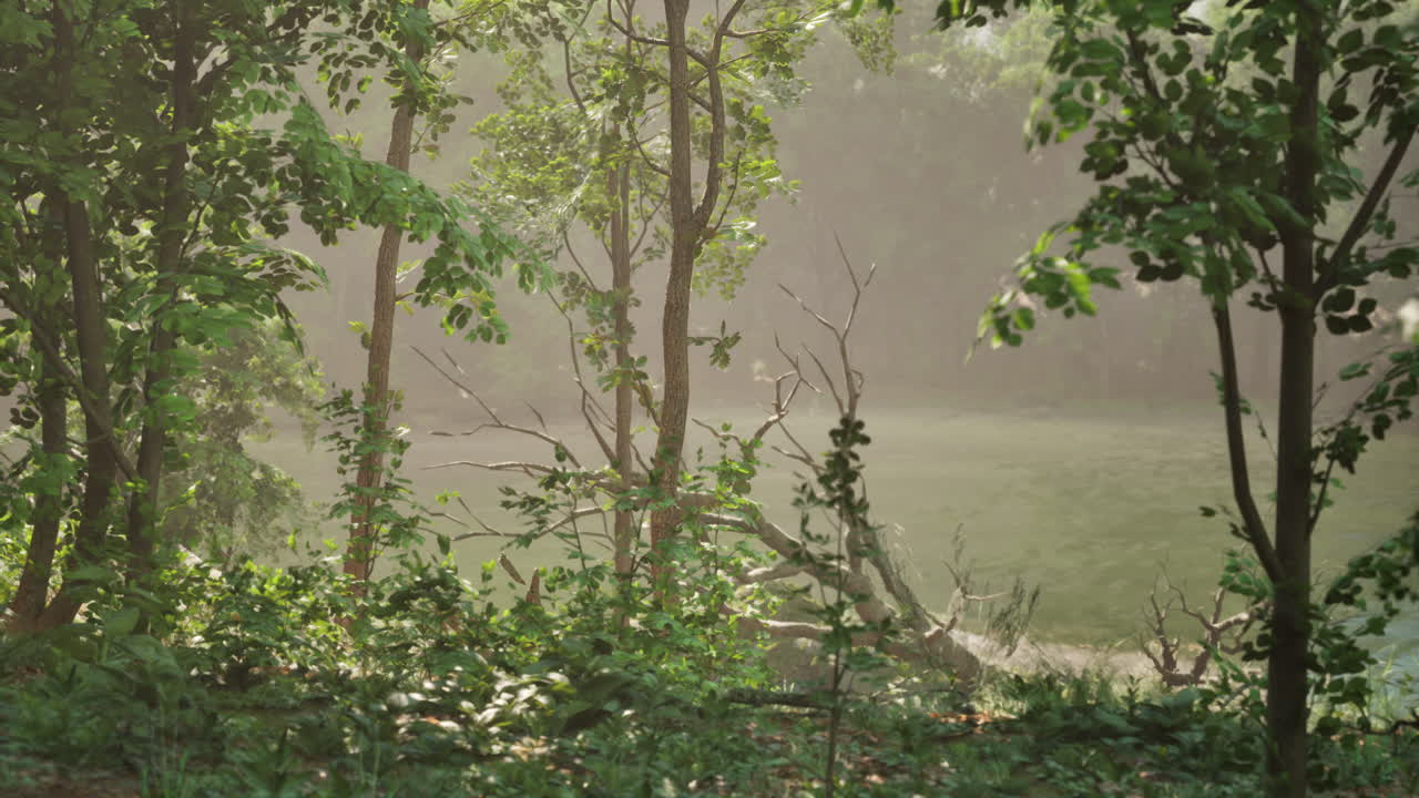 안개 와 빛 이 있는 조용 한 숲 풍경