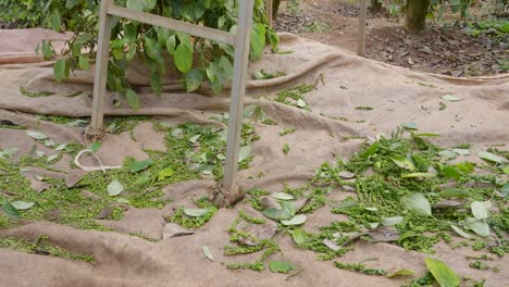 fondo de cosecha de granos de pimienta fresca sin gente, todavía disparado