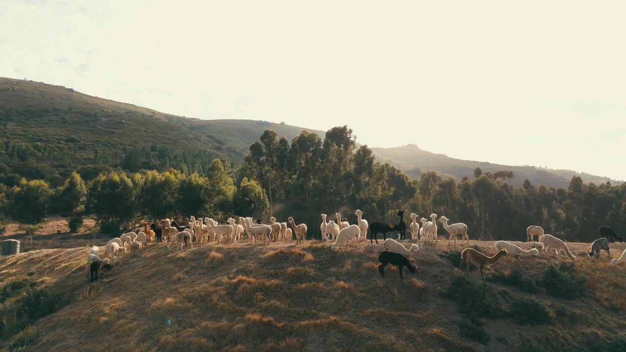 Shot in crisp 4K resolution, this drone video showcases the majestic animals roaming freely in their natural habitat, surrounded by lush greenery and the calm waters of the dam.