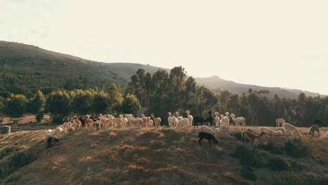shot in crisp 4k resolution, this drone video showcases the majestic animals roaming freely in their natural habitat, surrounded by lush greenery and the calm waters of the dam.