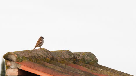 sparrow on the worn grungy roof