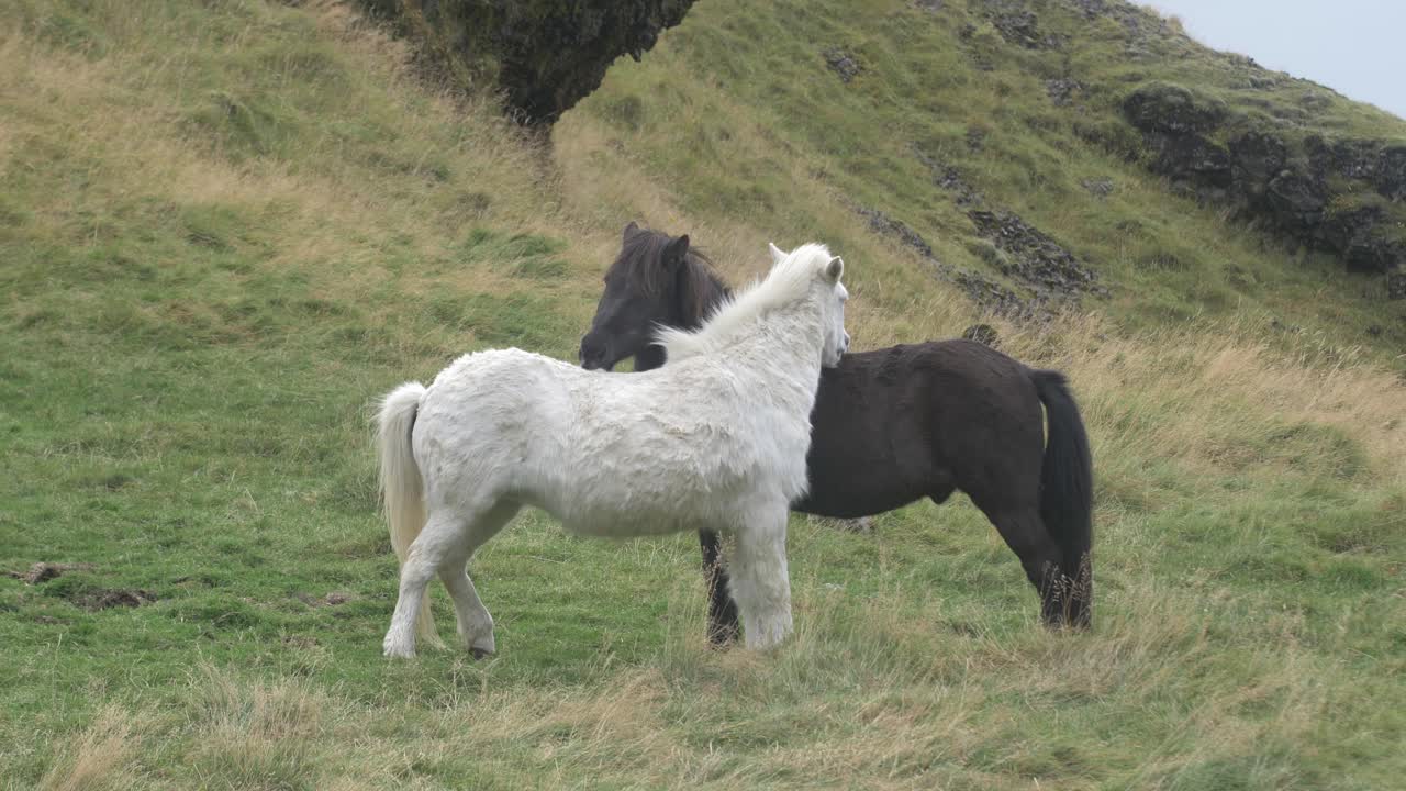 Beautiful icelandic horses nuzzling and licking each other.
