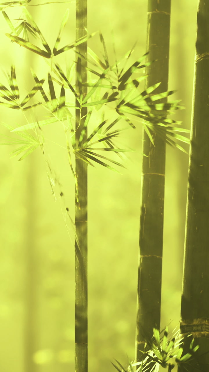 Foresta di bambù immersa nella luce soffusa del sole nelle prime ore del mattino