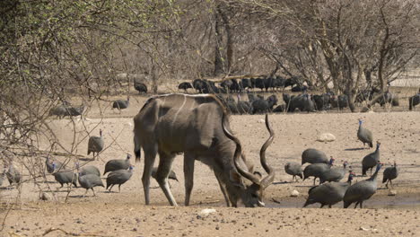 a majestic kudu bull with large horns grazes among a flock of guinea fowl