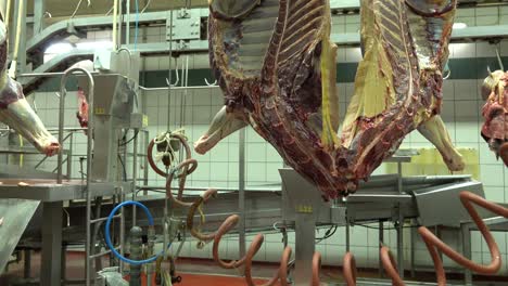 employees working in slaughterhouse horse meat hanging next to them