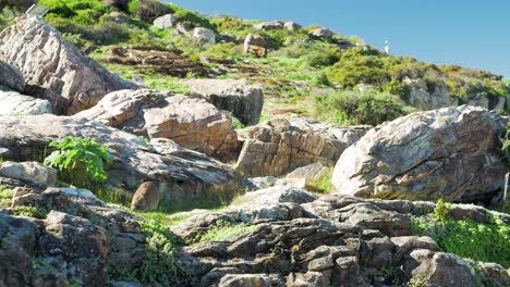 Rock-Hyrax-eating-grass-amongst-rocks-in-sunshine,-Hermanus,-South-Africa