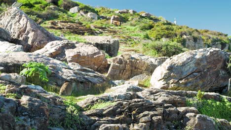 rock hyrax comiendo hierba entre las rocas bajo el sol, hermanus, sudáfrica
