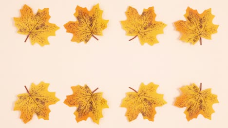hojas amarillas de otoño giran en la parte superior y inferior del fondo claro. detener el movimiento