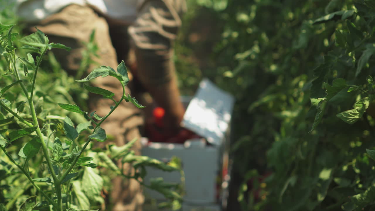 숙련 된 백인 농부 손 농지에서 토마토 따기 닫습니다