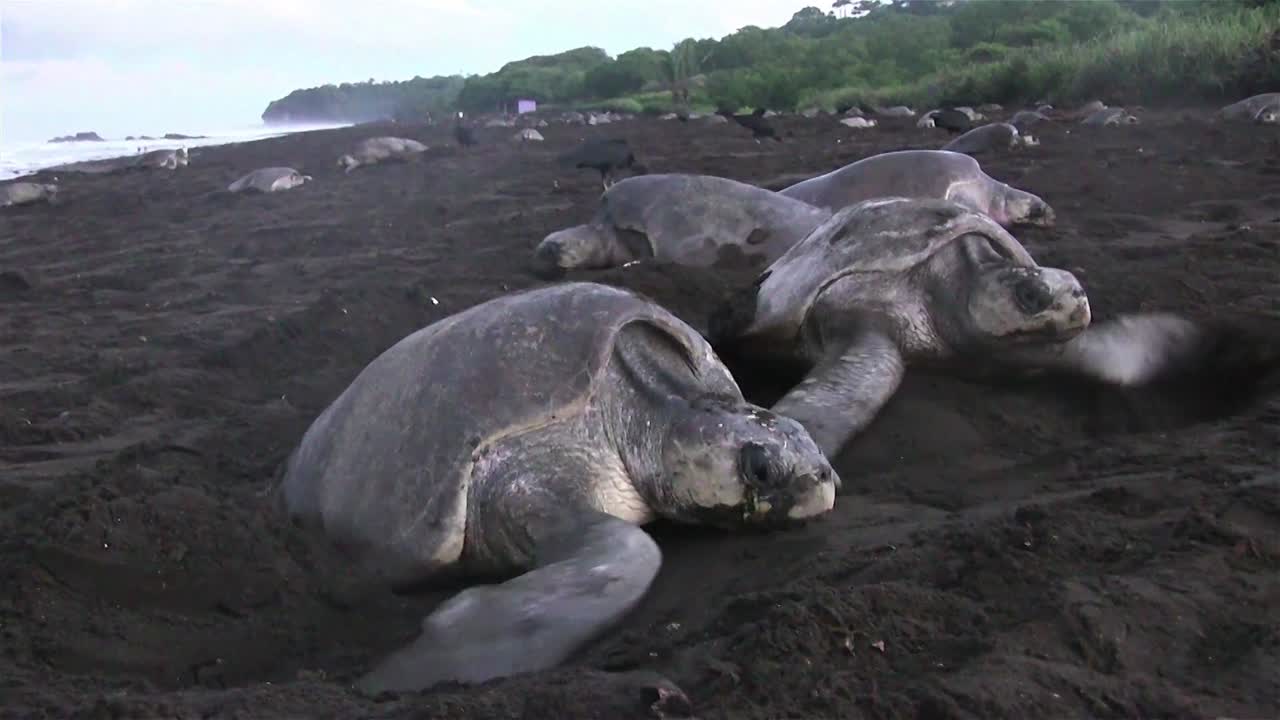 las tortugas marinas ridley suben a una playa en méxico
