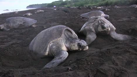 Ridley sea turtles make their way up a beach in mexico