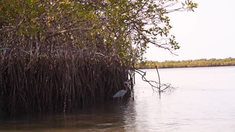 bird fly through a beautiful mangrove shot on jinack river, the gambia