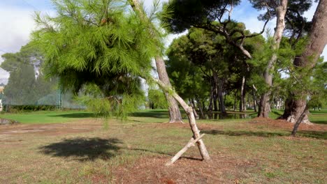 el pino que crece torcido está sostenido por un soporte en forma de y