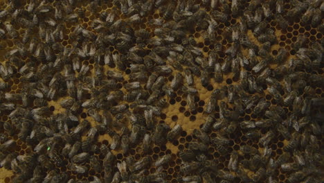 macro shot of bees in a hive