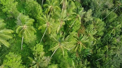 aerial view of a lush palm forest