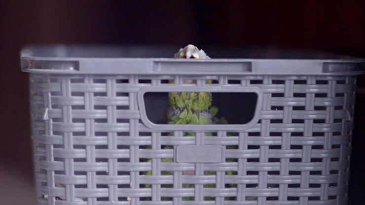 Green yellow baby parrot of 2 months chewing on gray basket looking at camera