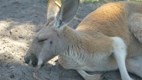 red kangaroo relaxing in the dirt in australia closeup