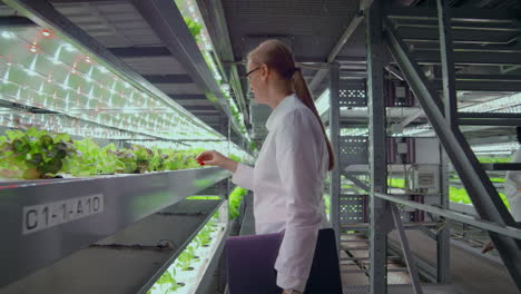 la cámara se mueve a través de los corredores de una moderna granja metálica para el cultivo de verduras y hierbas un equipo de científicos que utilizan computadoras y tecnología moderna controla el crecimiento y la salud de la cosecha.