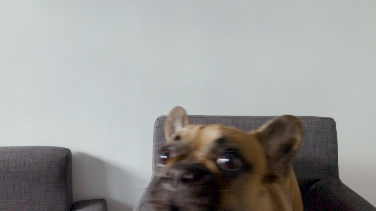 French bulldog face close-up