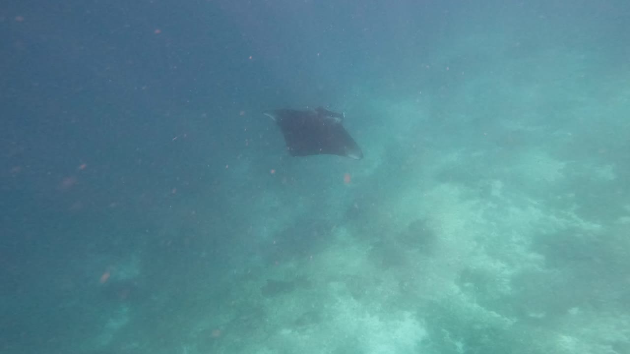imágenes de pov gopro de una manta raya gigante nadando con gracia bajo el agua