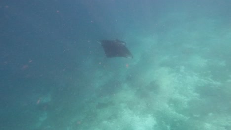 imágenes de pov gopro de una manta raya gigante nadando con gracia bajo el agua