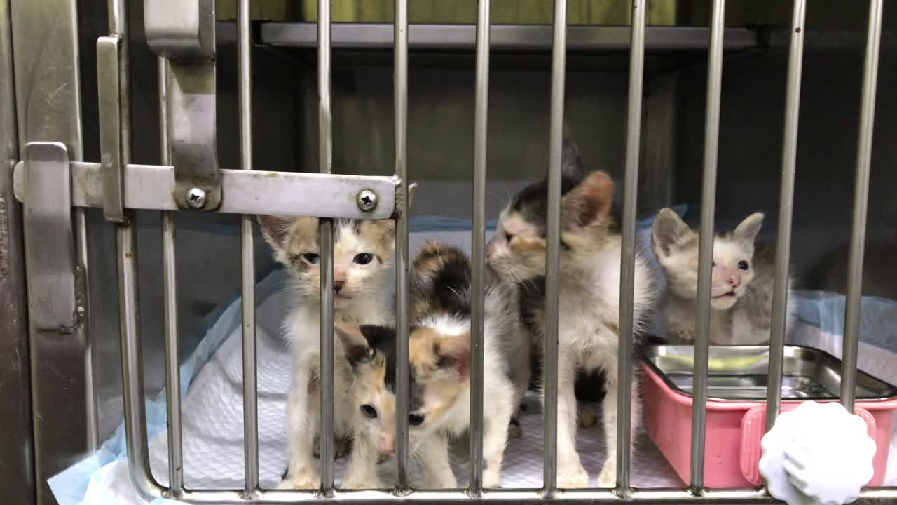 Rescued kittens inside their cage in an animal shelter