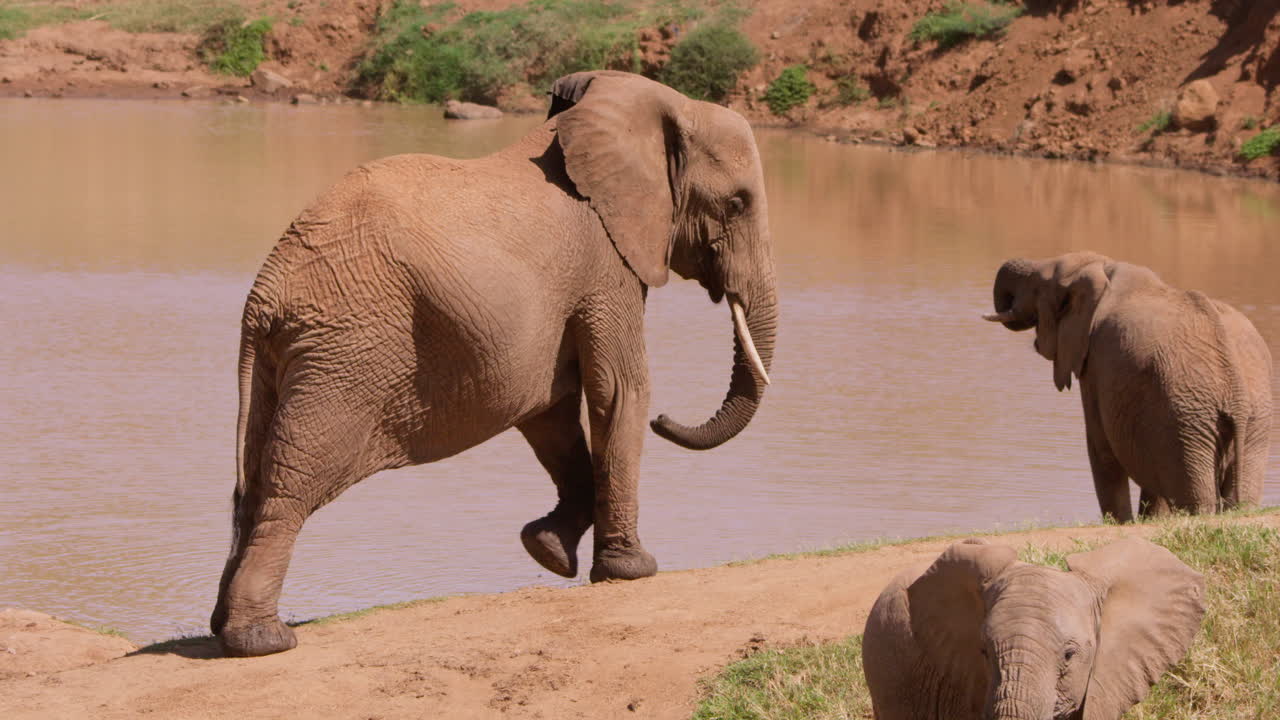 Mandria di elefanti africani di savana che bevono da una pozza d'acqua