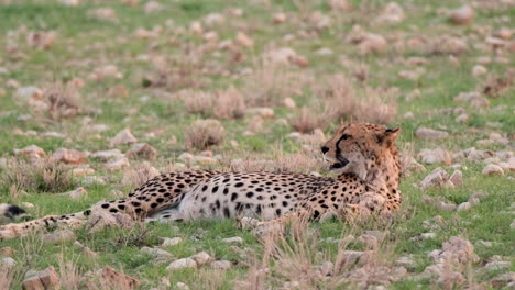 Gepard-Liegt-Im-Grünen-Gras---Nahaufnahme