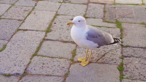 seagull on cobblestone pavement