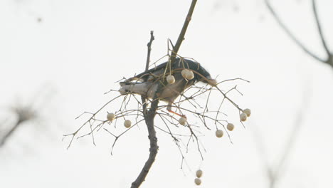 White-cheeked-Starling-Bird-Trying-To-Eat-Fruit-From-A-Tree-In-Tokyo,-Japan---close-up