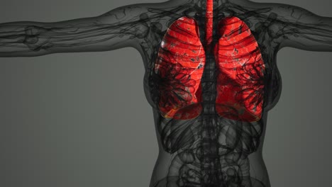 exploración de la anatomía de los pulmones humanos
